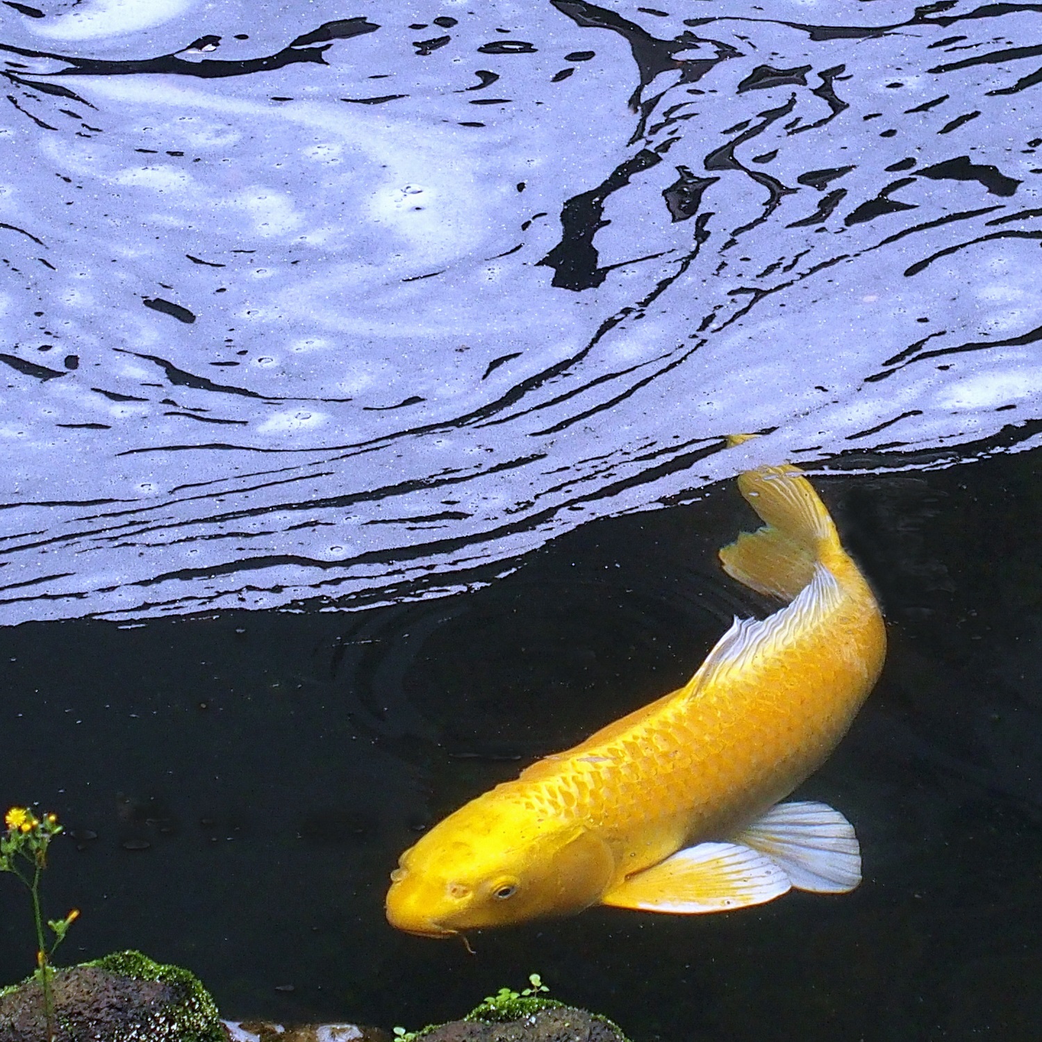 陳永鑑_錦鯉遊緃_20220105y.jpg