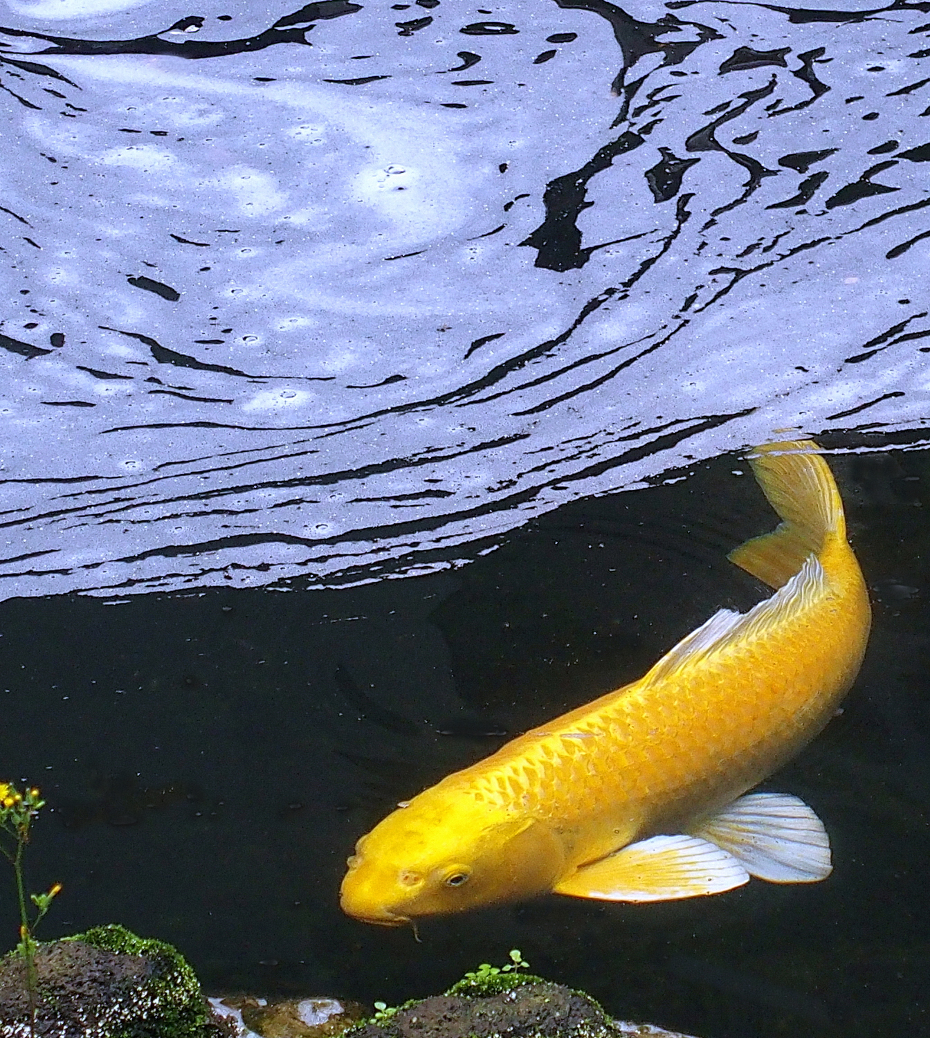 陳永鑑_錦鯉遊緃_20220105x.jpg