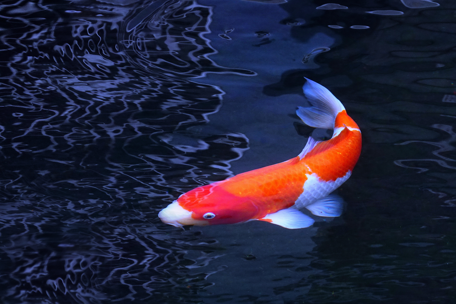 陳永鑑_錦鯉遊緃_20220106m.jpg
