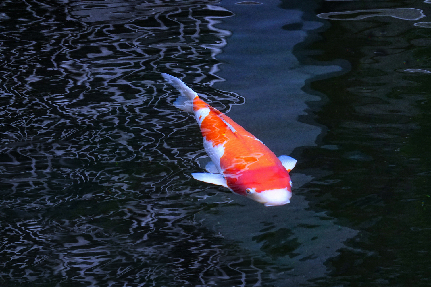 陳永鑑_錦鯉遊緃_20220106j.jpg