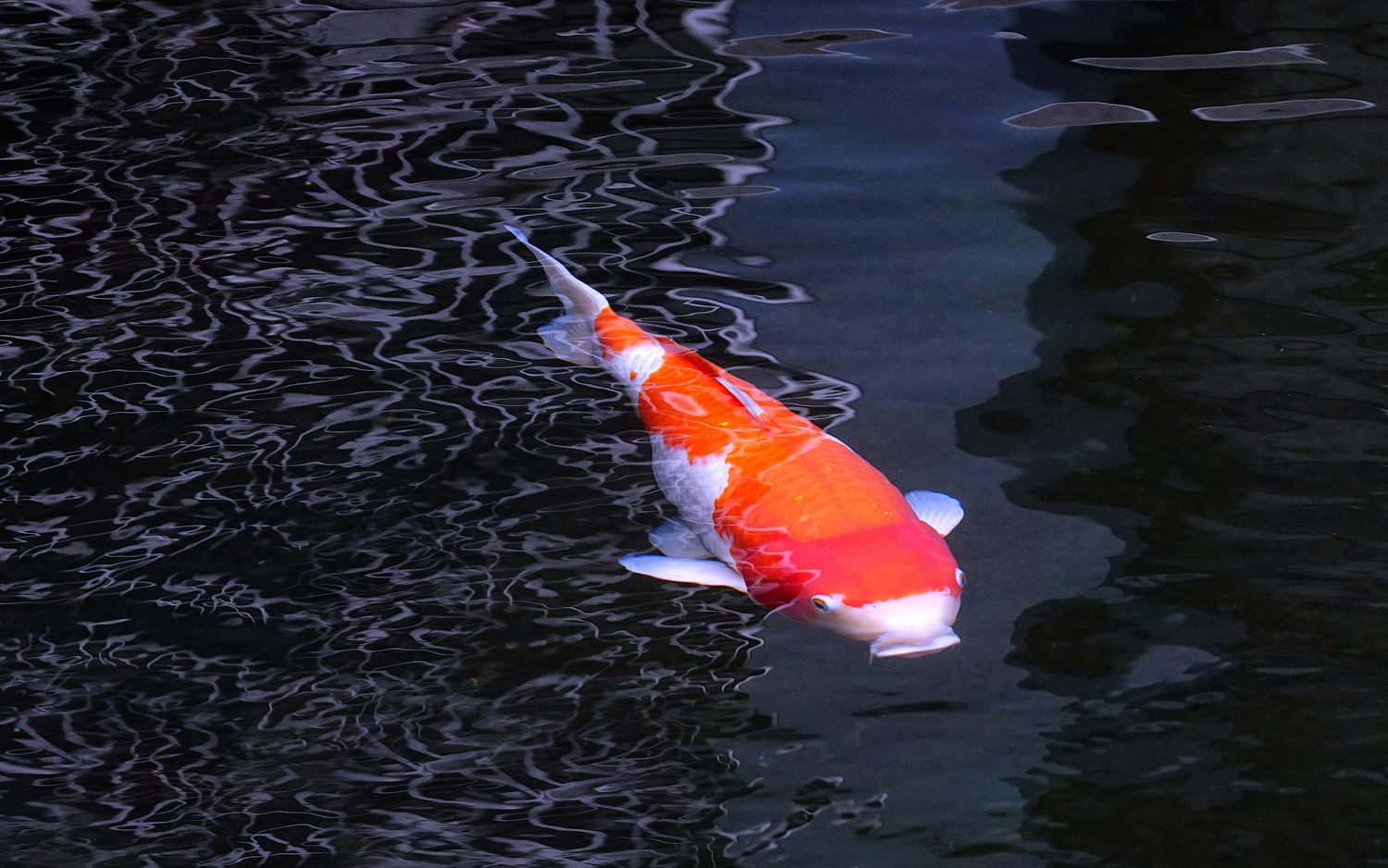 陳永鑑_錦鯉遊緃_20220106i.jpg