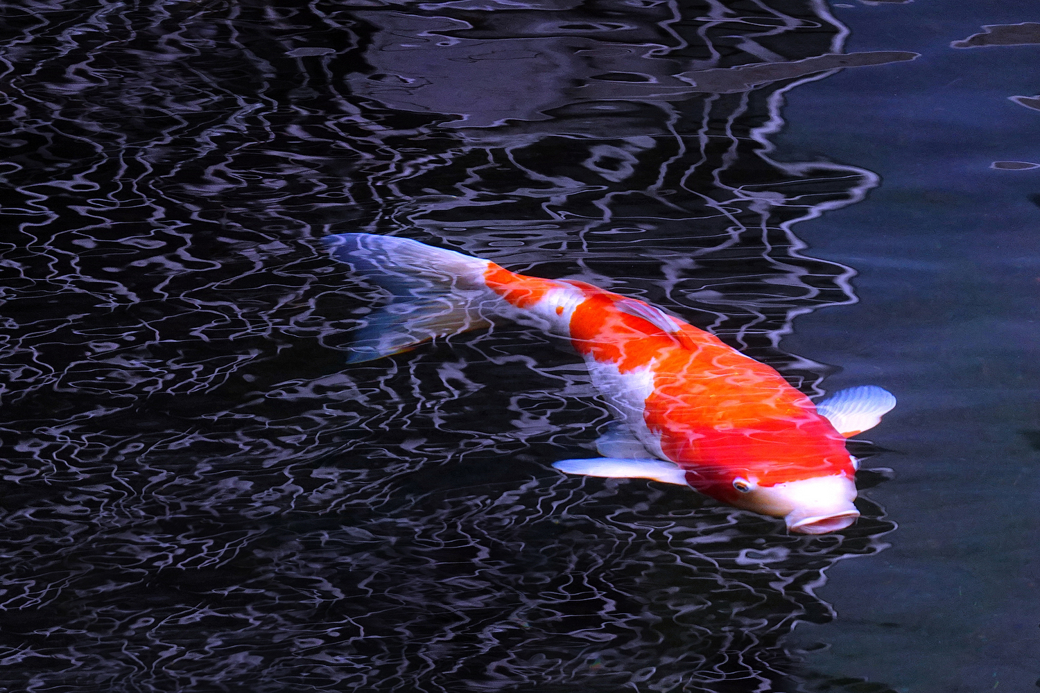 陳永鑑_錦鯉遊緃_20220106h.jpg