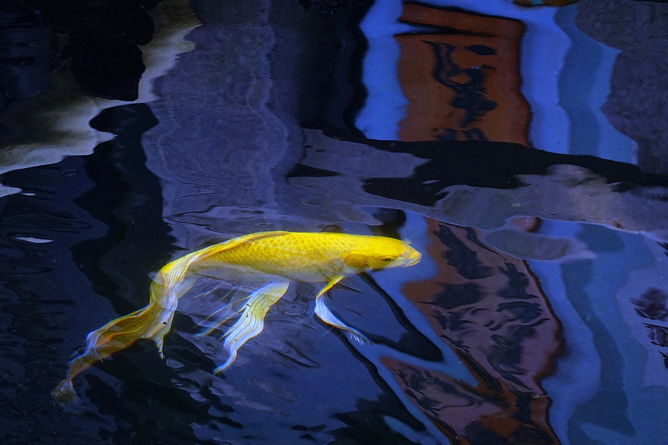 陳永鑑_錦鯉遊緃_20220106r.jpg