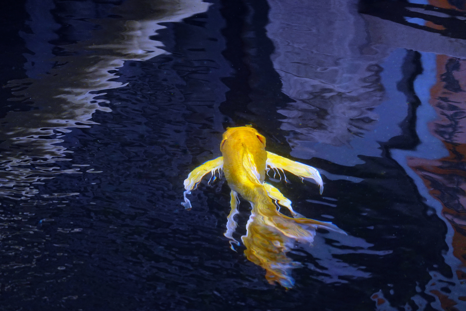 陳永鑑_錦鯉遊緃_20220106q.jpg