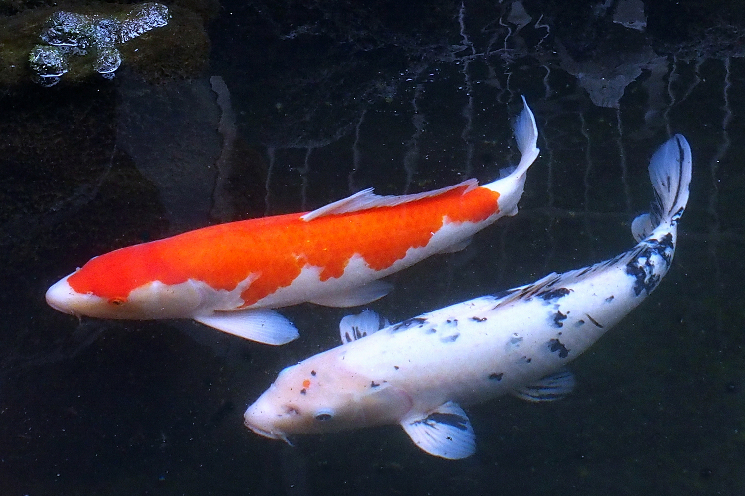 陳永鑑_錦鯉遊緃_20220108h.jpg