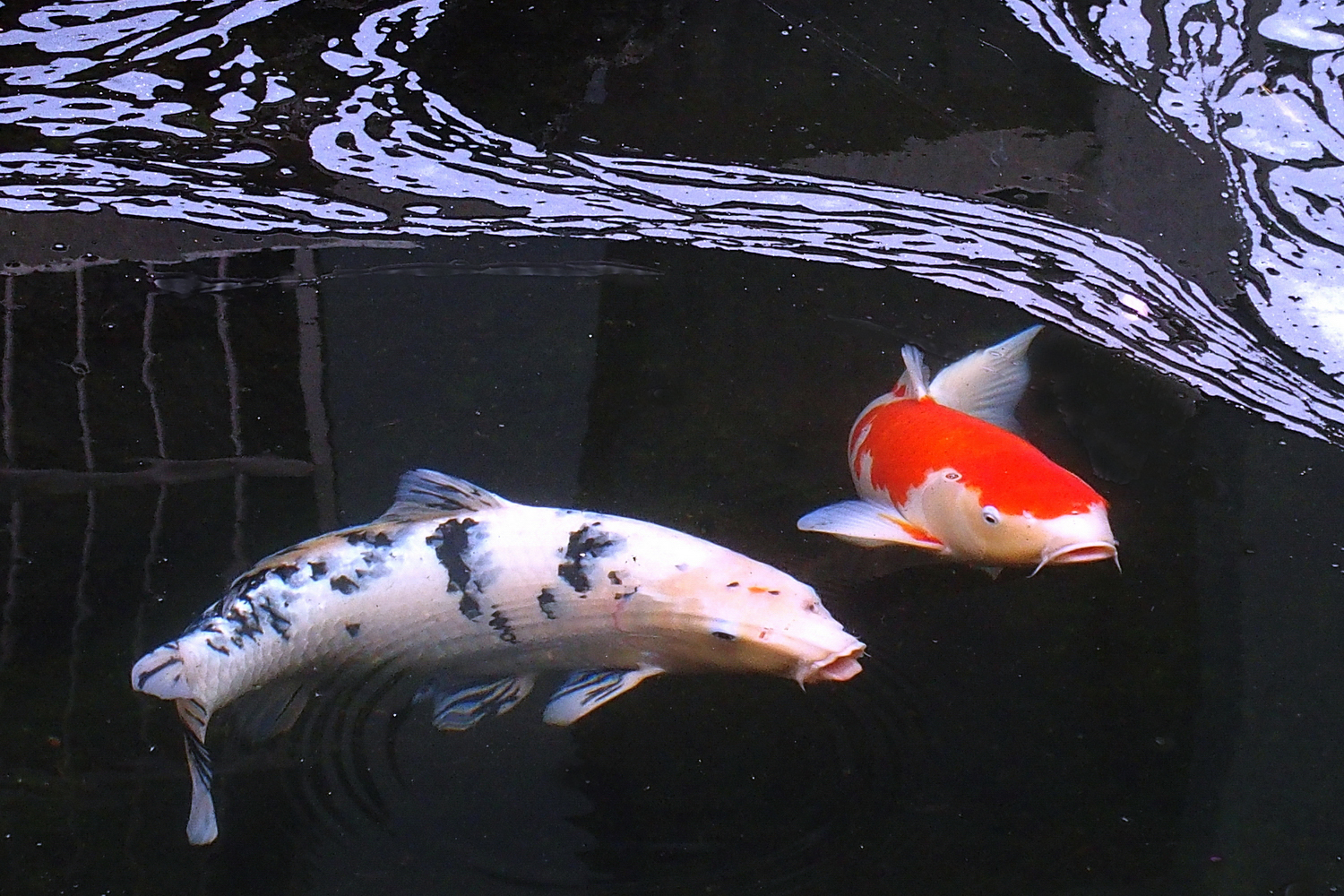 陳永鑑_錦鯉遊緃_20220108d.jpg