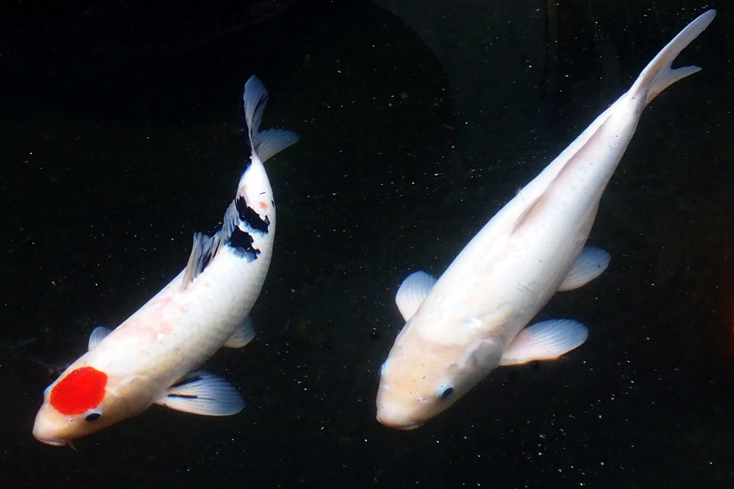 陳永鑑_錦鯉遊緃_20220108c.jpg