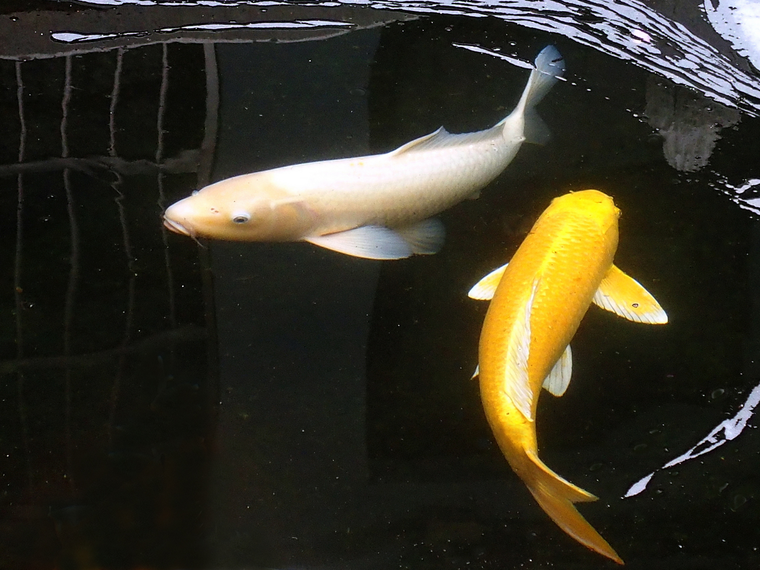 陳永鑑_錦鯉遊緃_20220108b.jpg