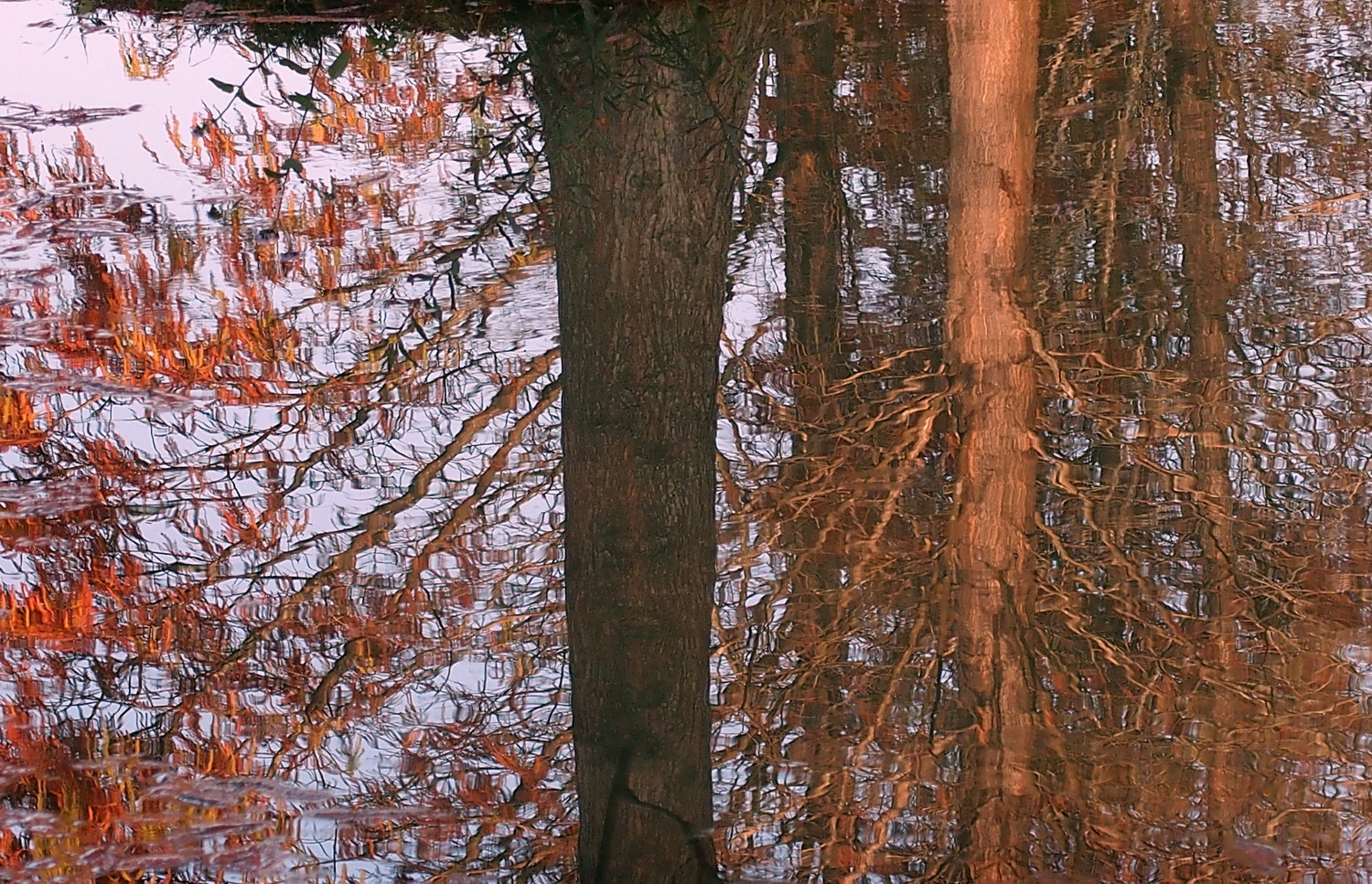 健行旅遊隨拍_20220111c.jpg