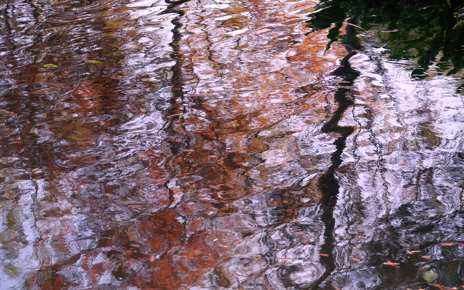 健行旅遊隨拍_20220111p.jpg