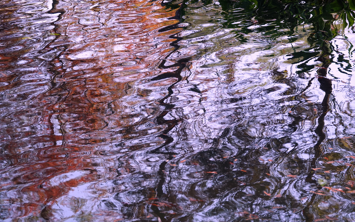 健行旅遊隨拍_20220111o.jpg