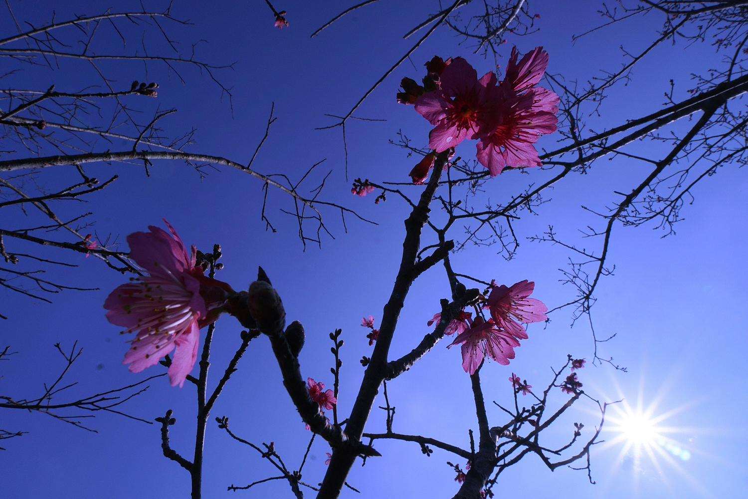 陳永鑑梅櫻桃花作品20220112x.jpg