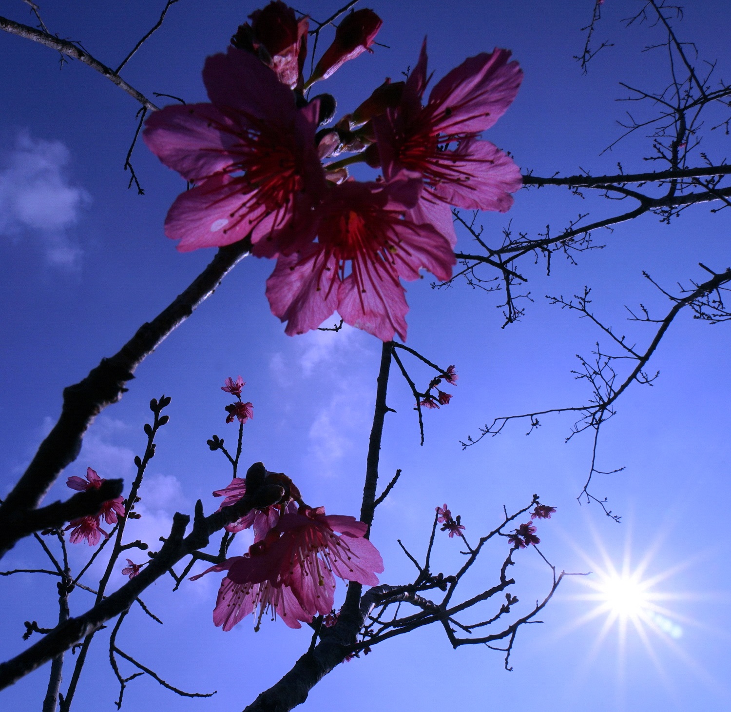 陳永鑑梅櫻桃花作品20220112c.jpg