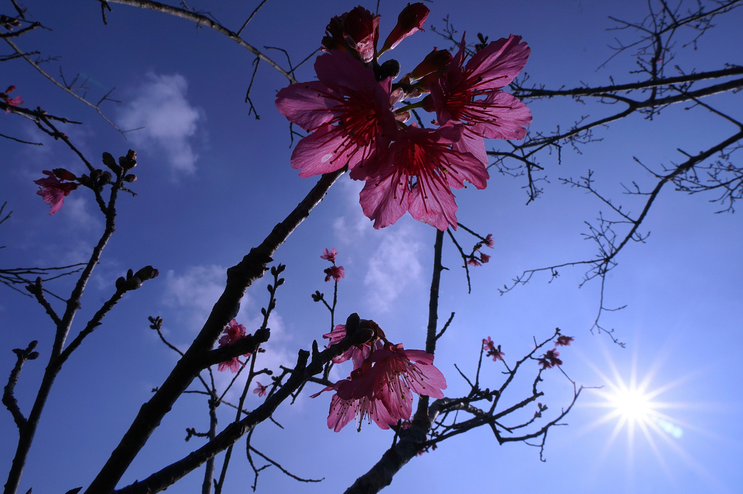 陳永鑑梅櫻桃花作品20220112a.jpg