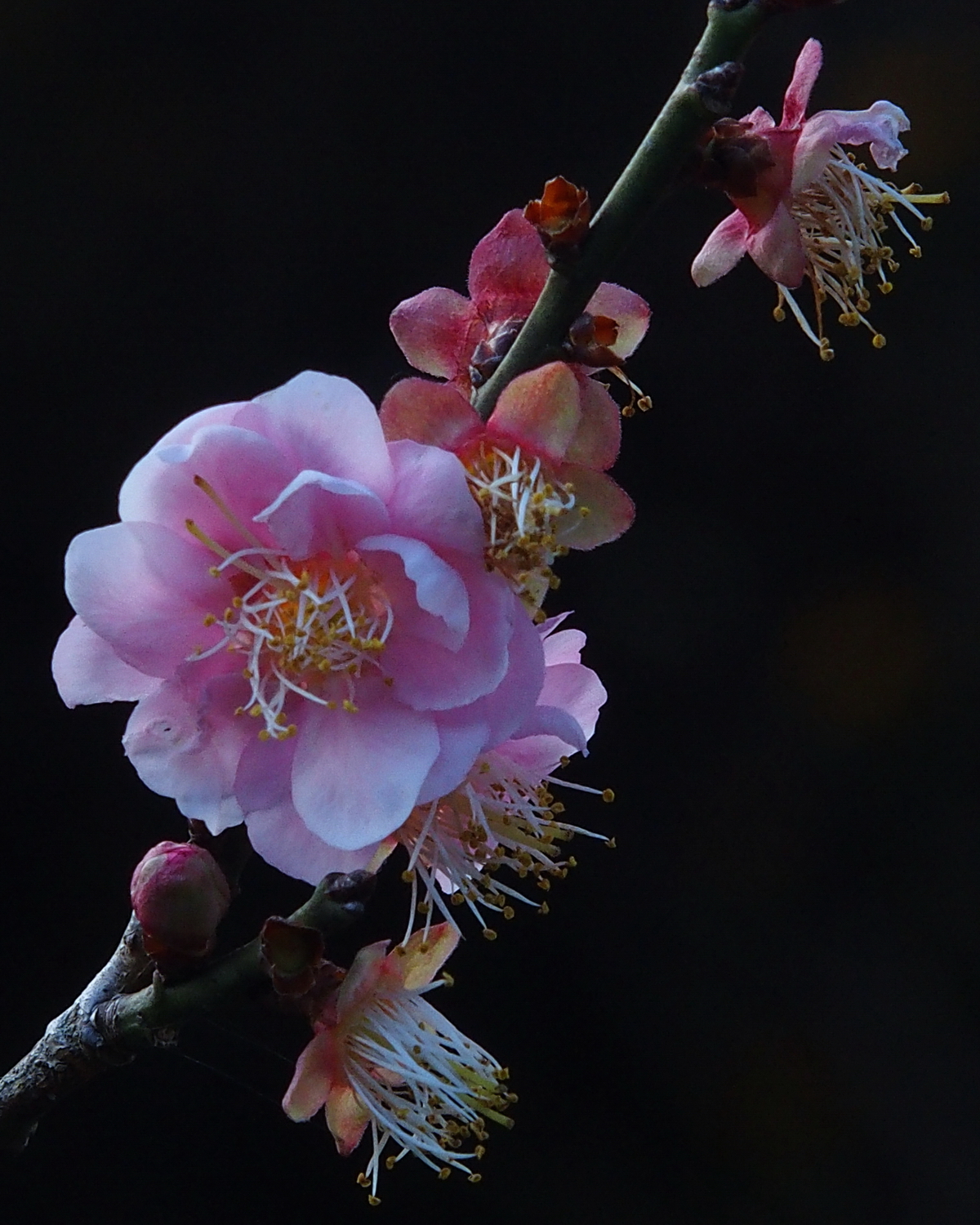 陳永鑑梅櫻桃花作品20220115m.jpg