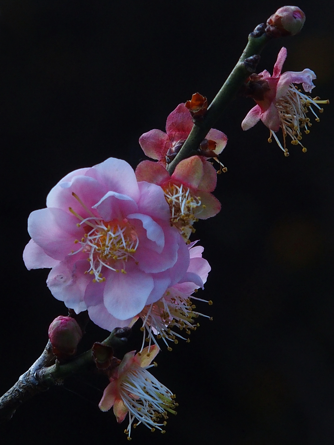 陳永鑑梅櫻桃花作品20220115l.jpg