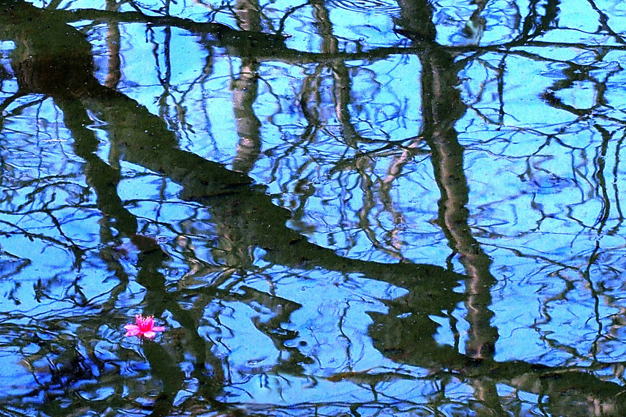 陳永鑑梅櫻桃花作品20220115h.jpg