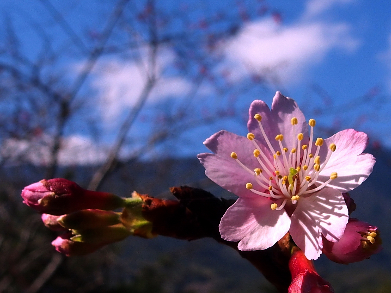 陳永鑑梅櫻桃花作品20220116i.jpg
