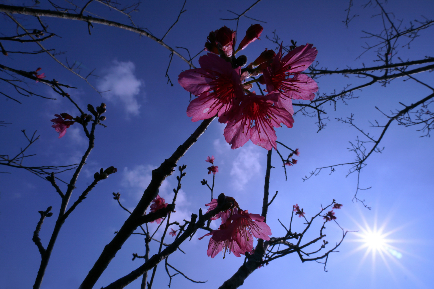 陳永鑑梅櫻桃花作品20220115z3.jpg