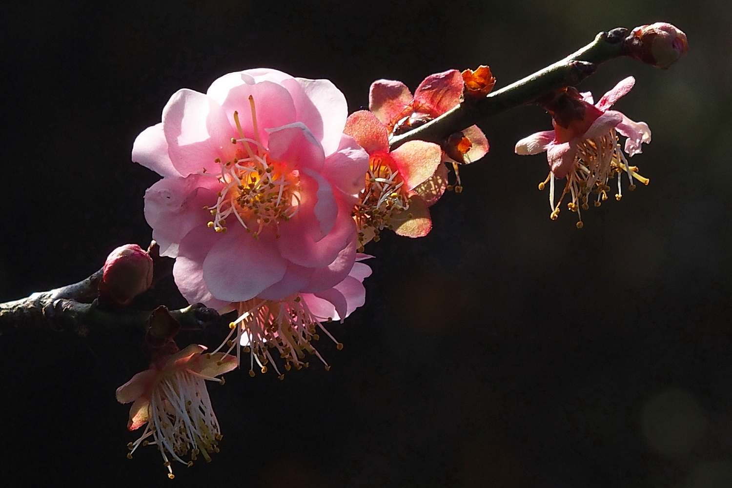 陳永鑑梅櫻桃花作品20220115p.jpg