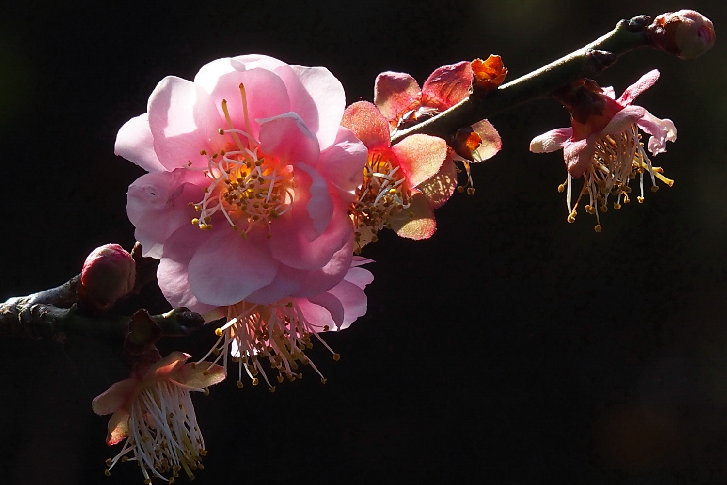 陳永鑑梅櫻桃花作品20220115o.jpg