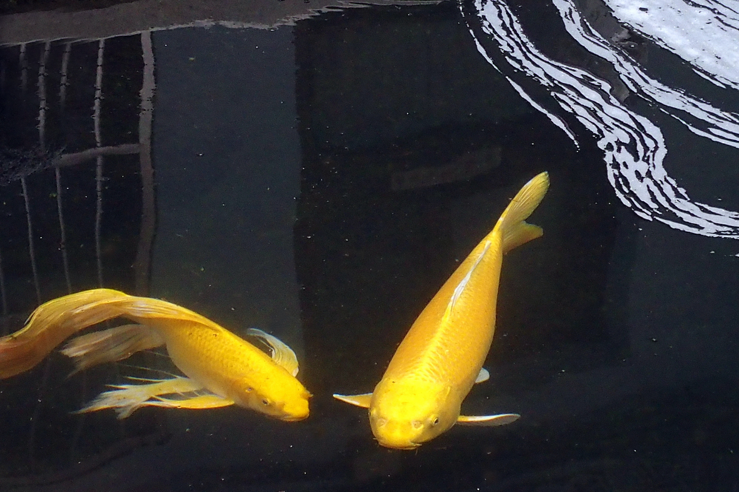 陳永鑑_錦鯉遊緃_20220113e.jpg
