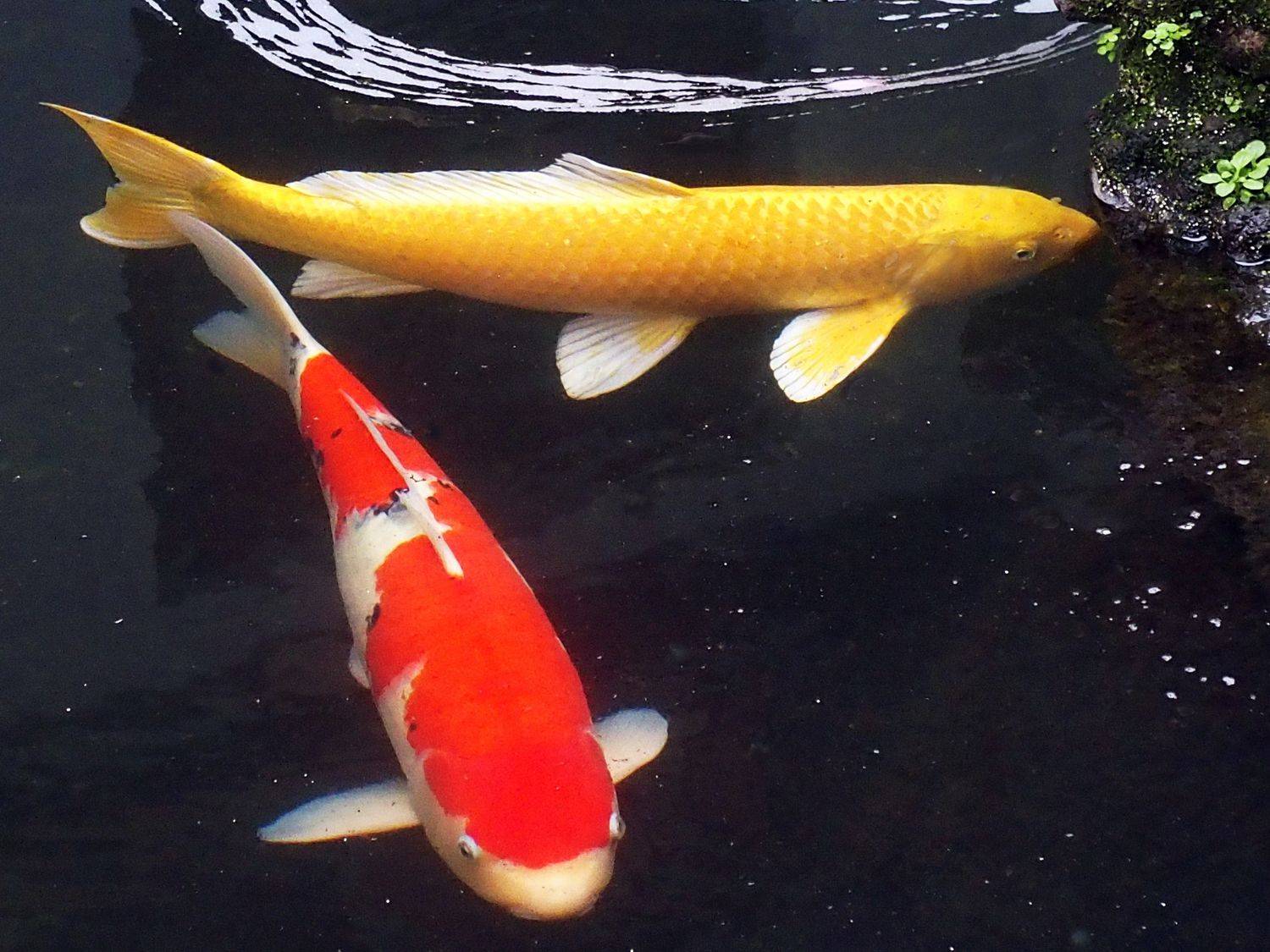 陳永鑑_錦鯉遊緃_20220113d.jpg