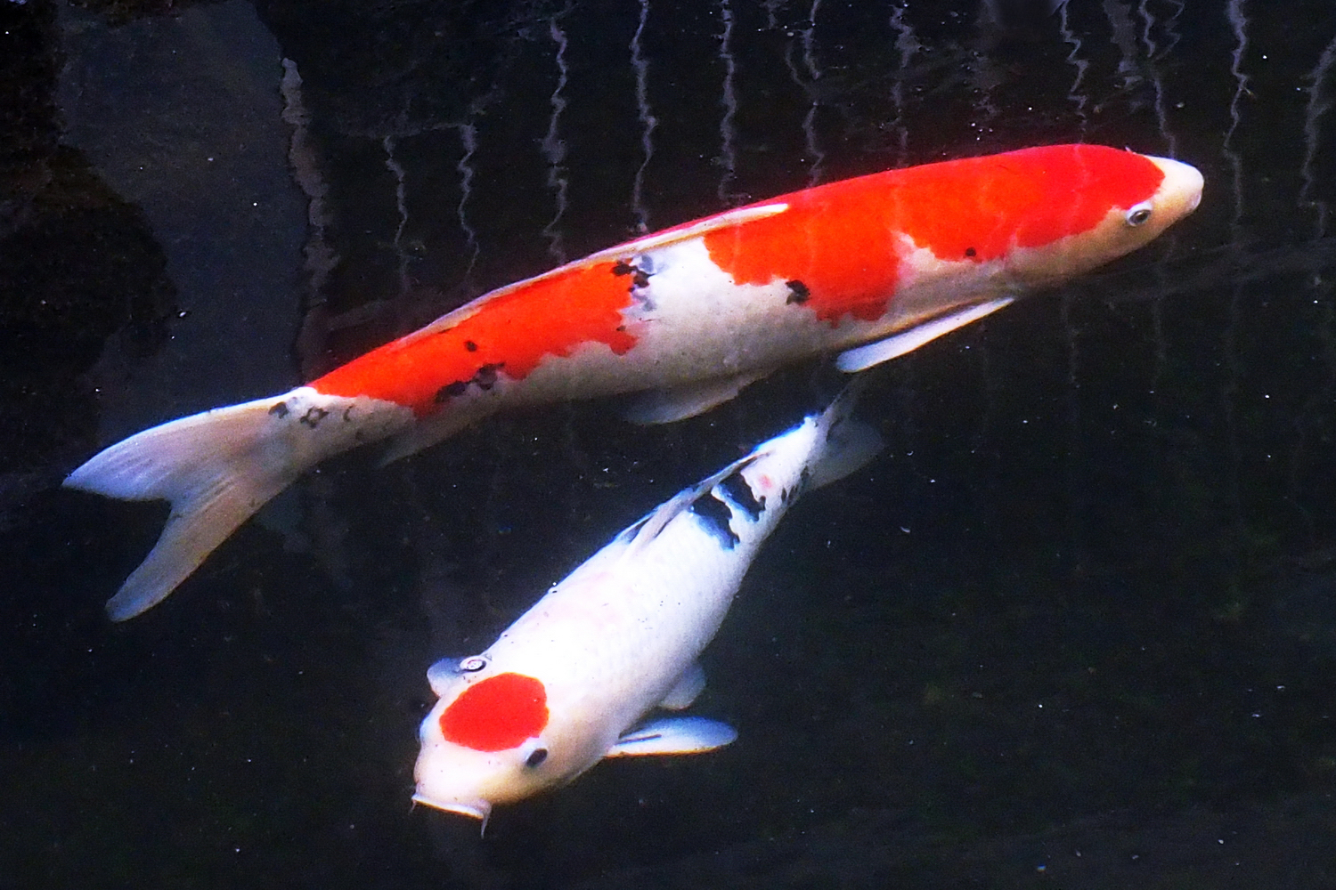 陳永鑑_錦鯉遊緃_20220113c.jpg