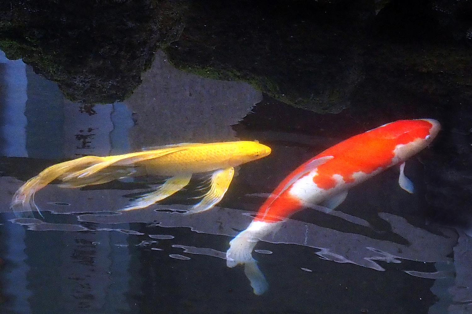 陳永鑑_錦鯉遊緃_20220113k.jpg