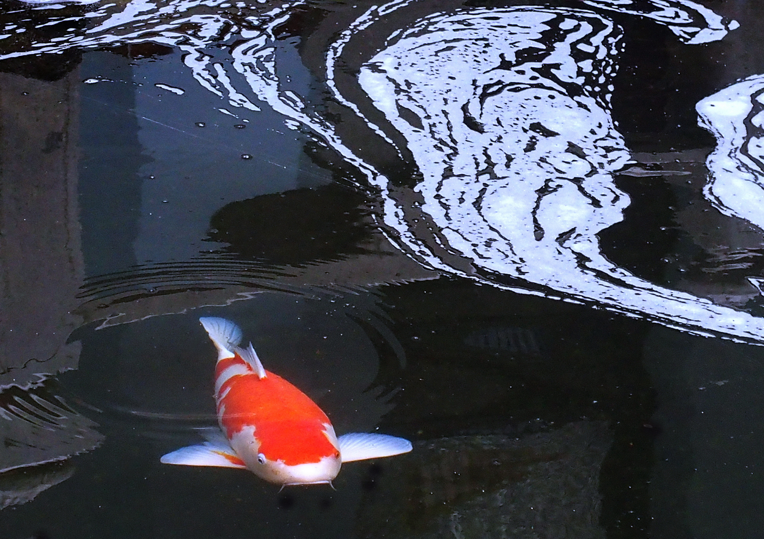陳永鑑_錦鯉遊緃_20220113j.jpg