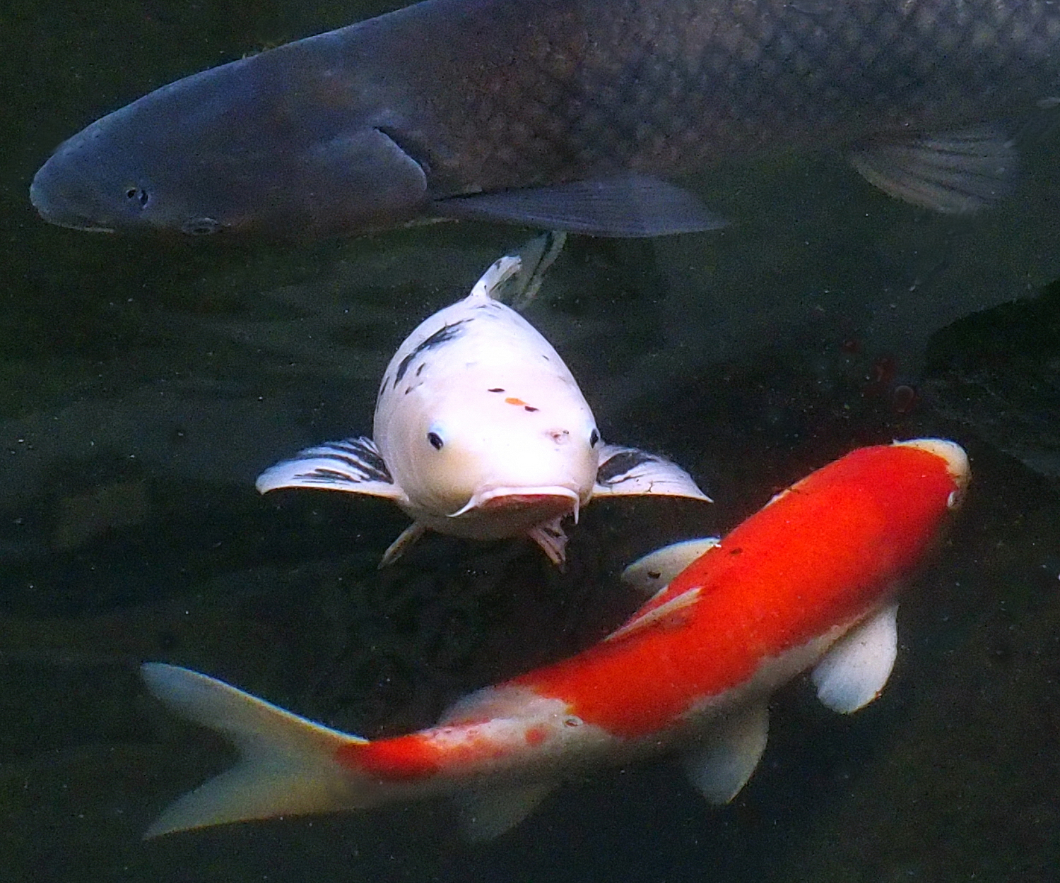 陳永鑑_錦鯉遊緃_20220113i.jpg