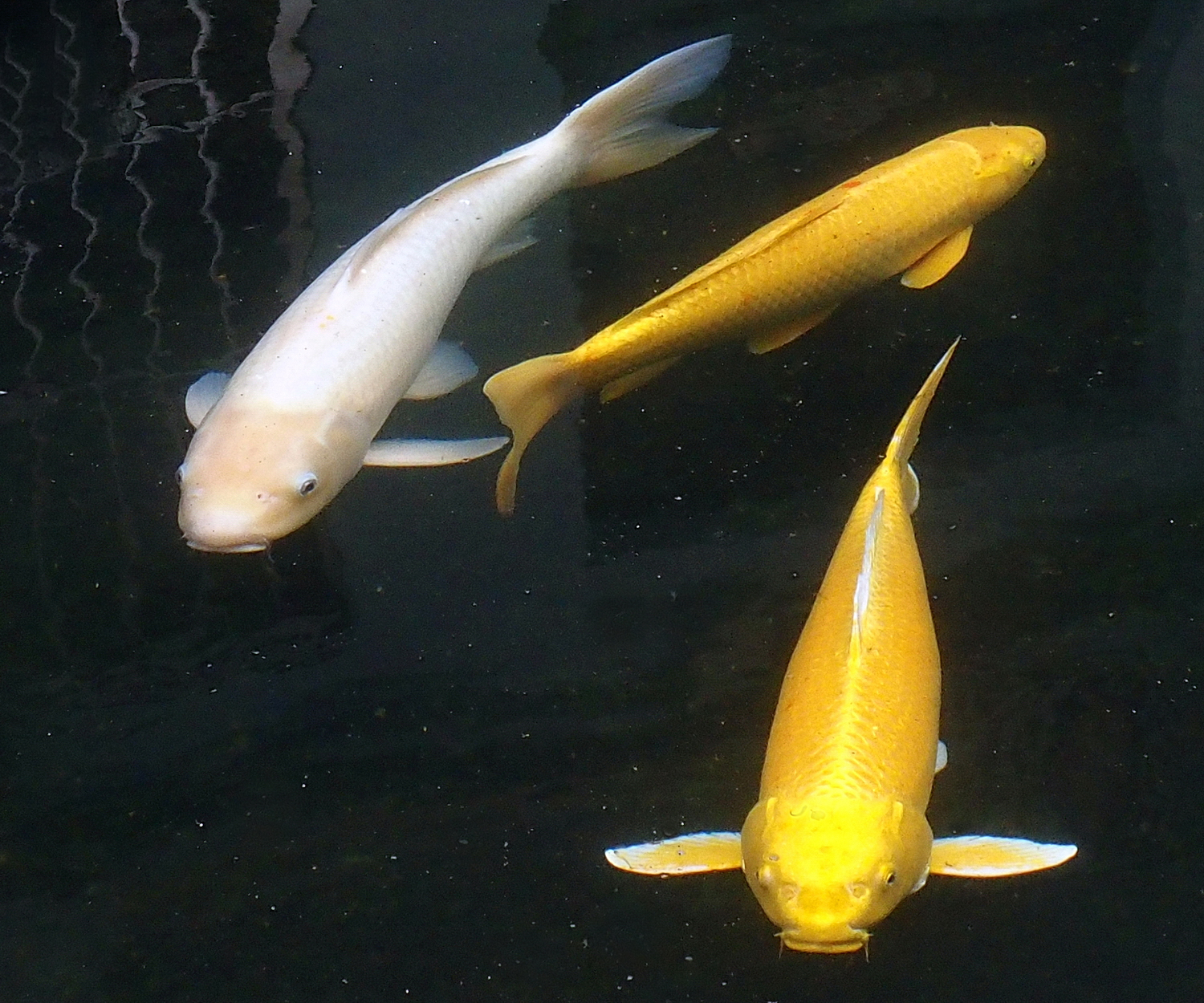 陳永鑑_錦鯉遊緃_20220113g.jpg