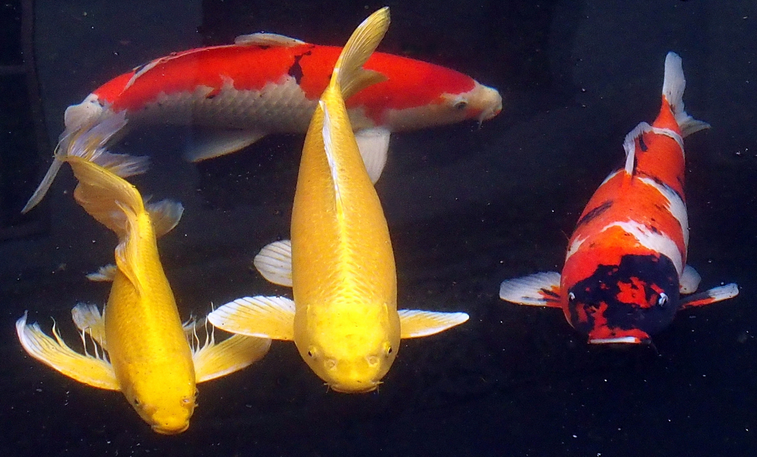 陳永鑑_錦鯉遊緃_20220113f.jpg