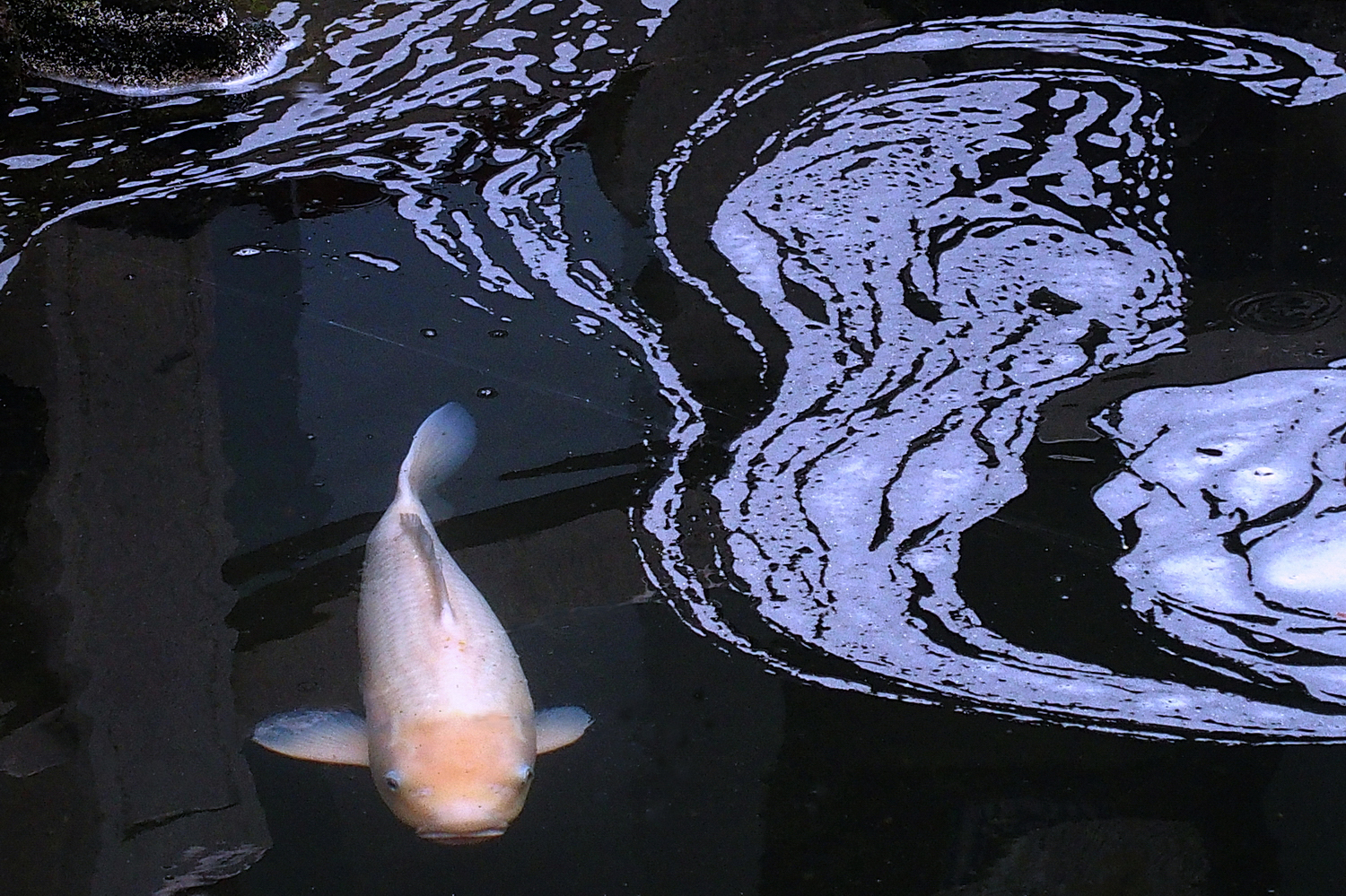 陳永鑑_錦鯉遊緃_20220117c.jpg