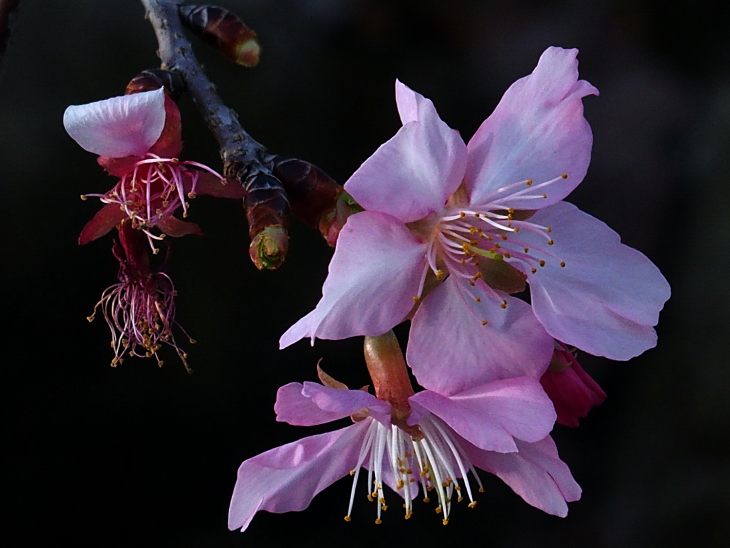 陳永鑑櫻桃花作品20220117c.jpg