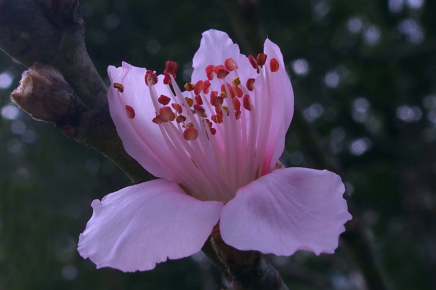 陳永鑑櫻桃花作品20220120e.jpg
