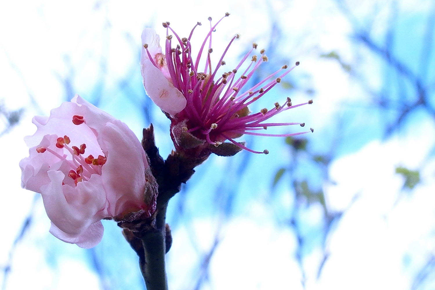 陳永鑑櫻桃花作品20220121e.jpg