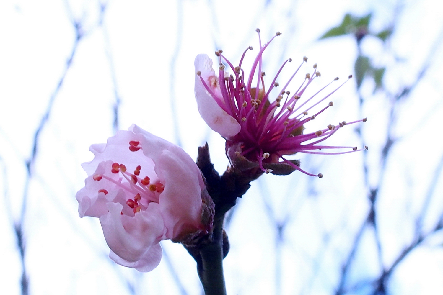 陳永鑑櫻桃花作品20220121f.jpg