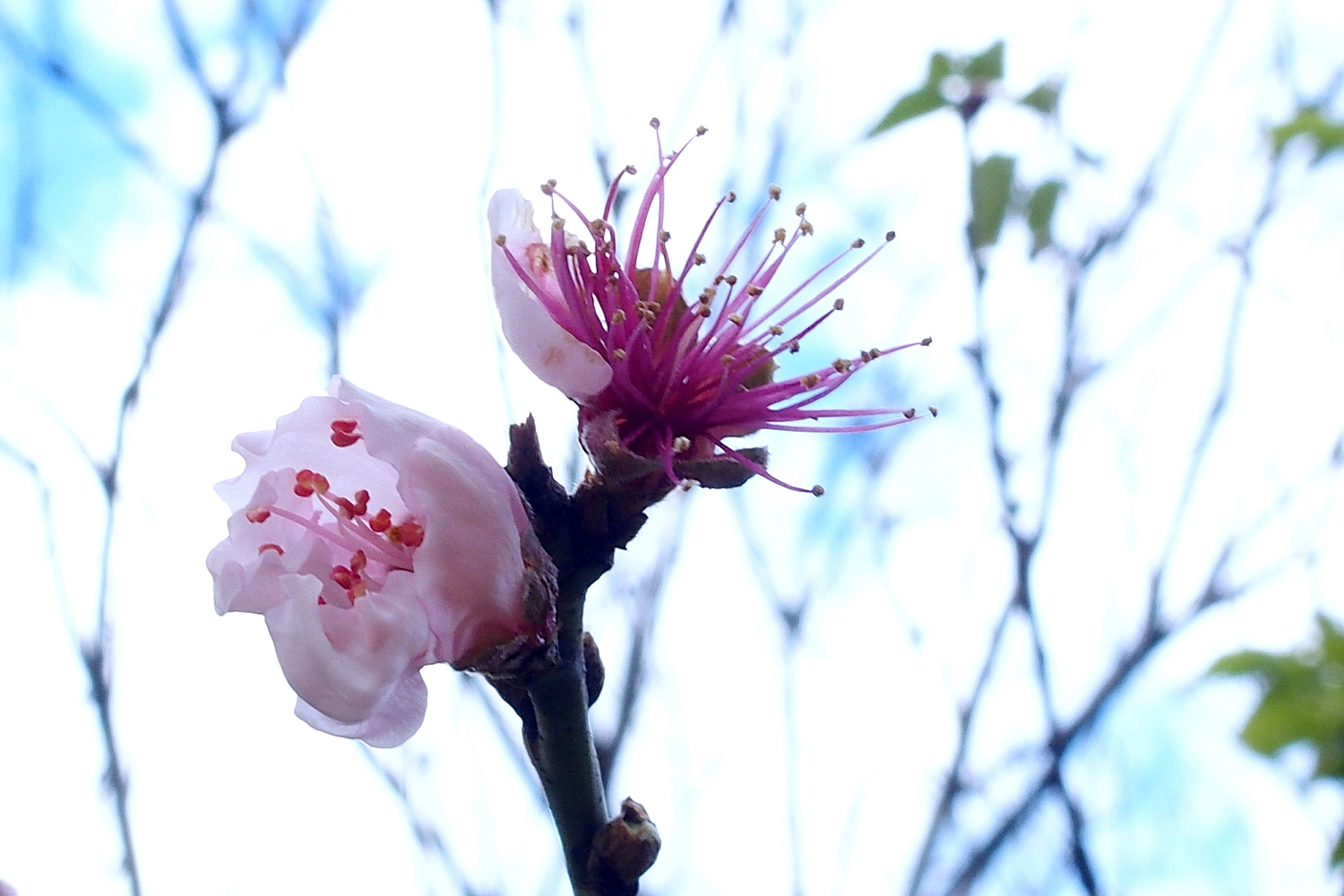陳永鑑櫻桃花作品20220121d.jpg