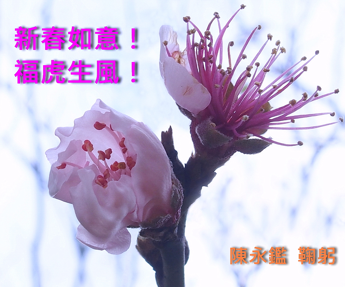 陳永鑑櫻桃花作品20220121b.jpg