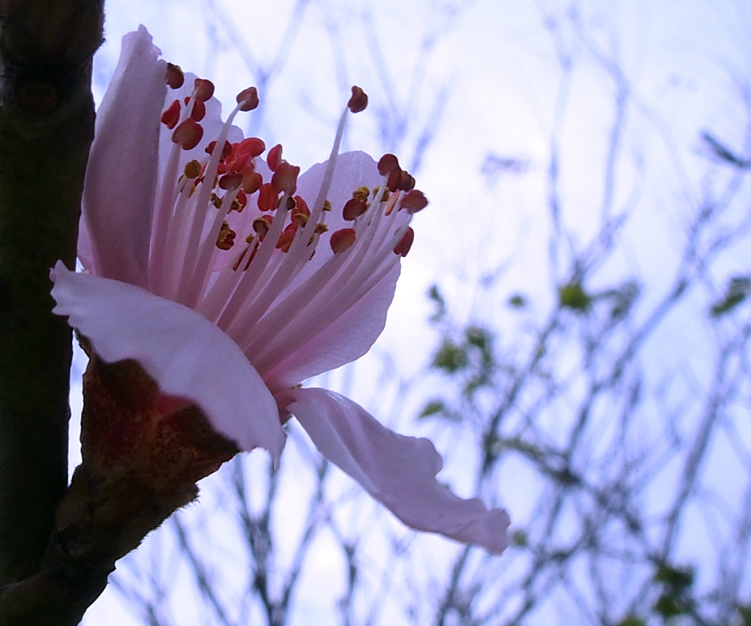 陳永鑑櫻桃花作品20220120h.jpg