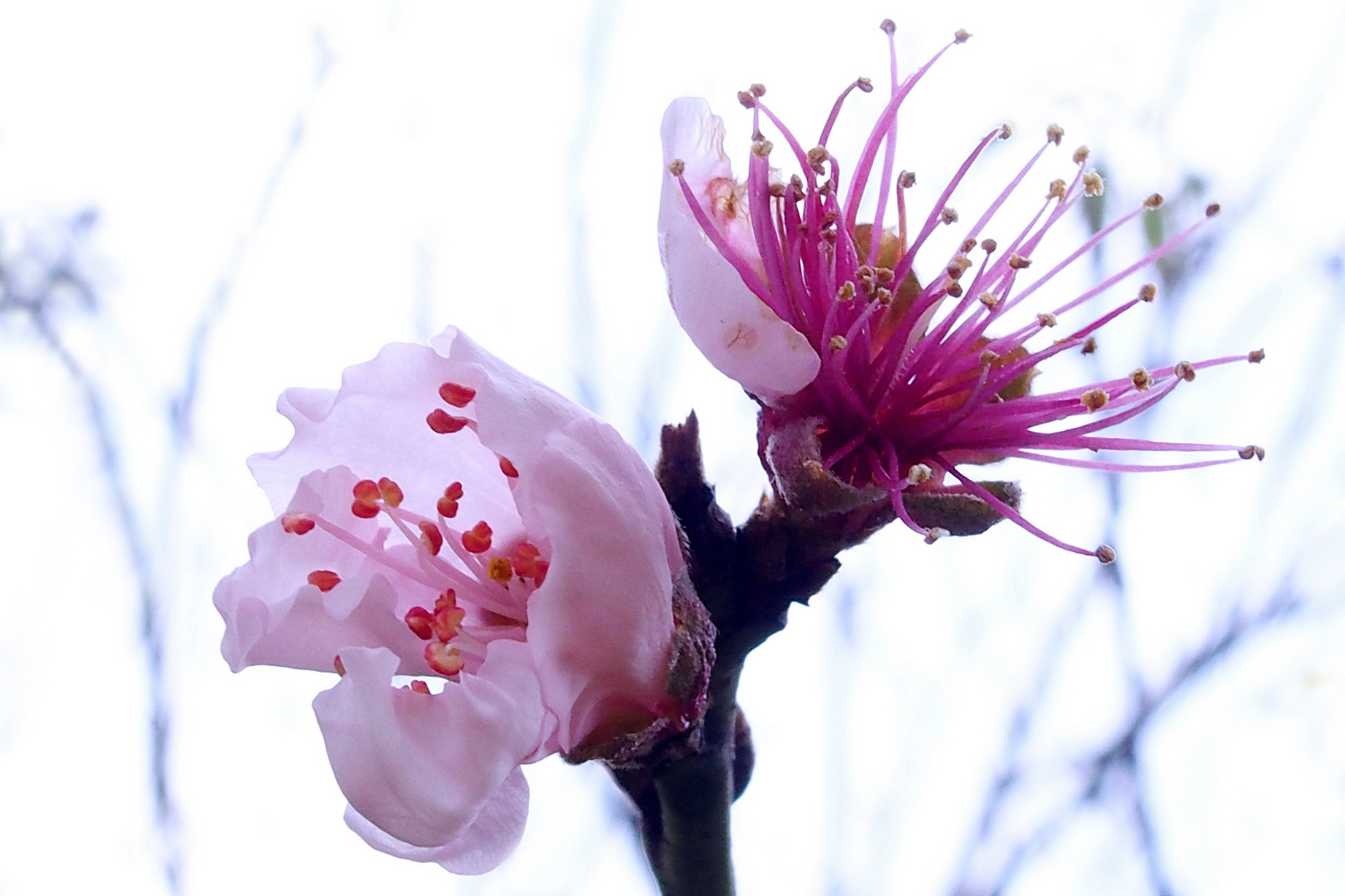 陳永鑑櫻桃花作品20220122g.jpg