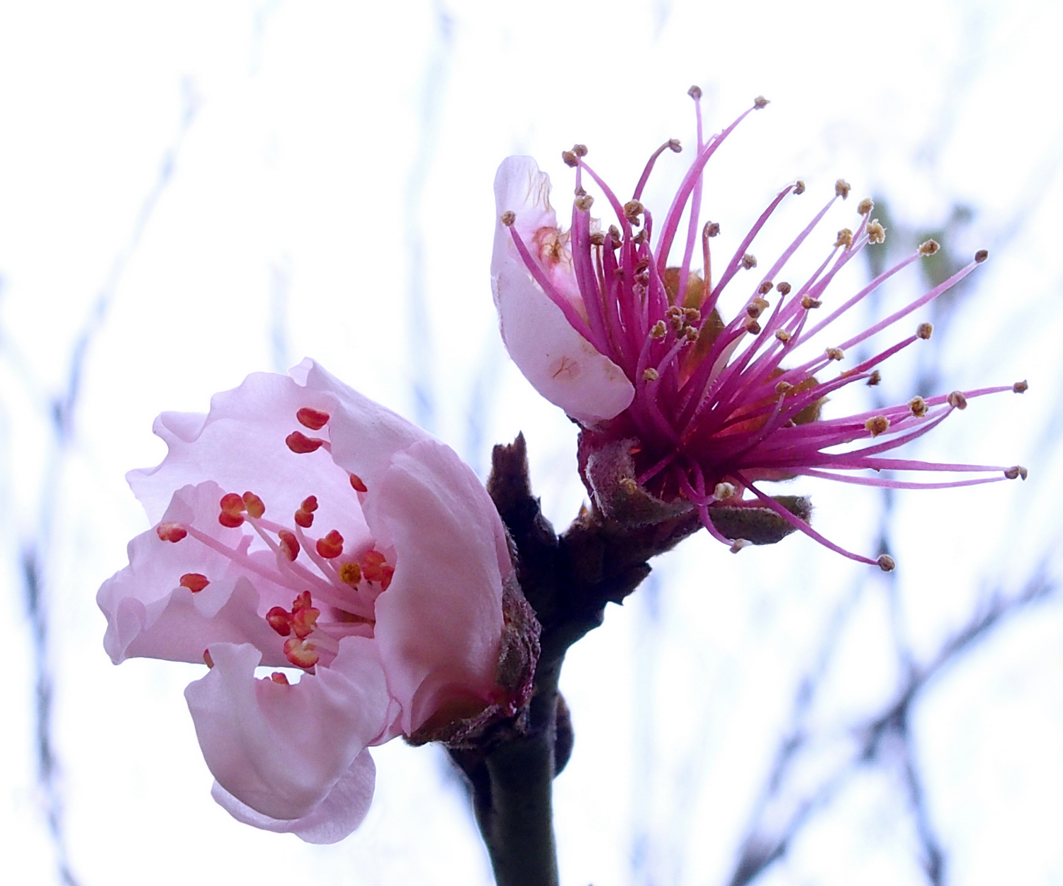 陳永鑑櫻桃花作品20220122f.jpg