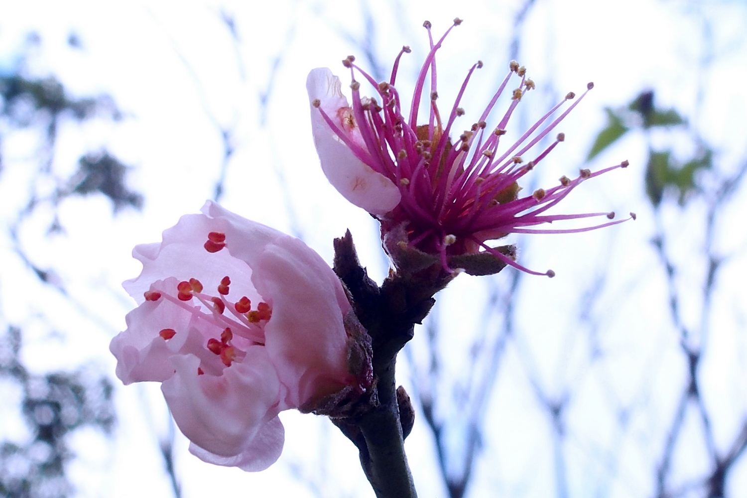 陳永鑑櫻桃花作品20220122e.jpg