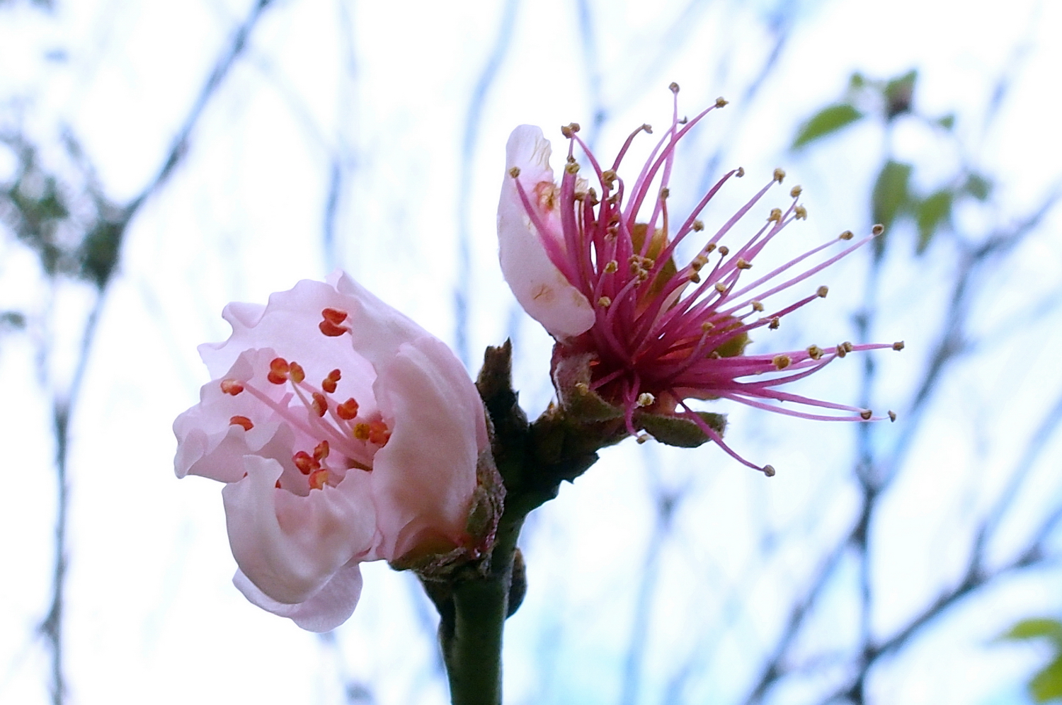 陳永鑑櫻桃花作品20220122d.jpg