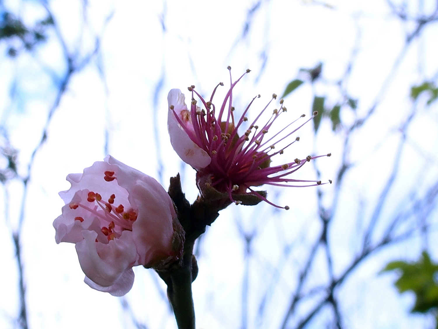 陳永鑑櫻桃花作品20220122b.jpg