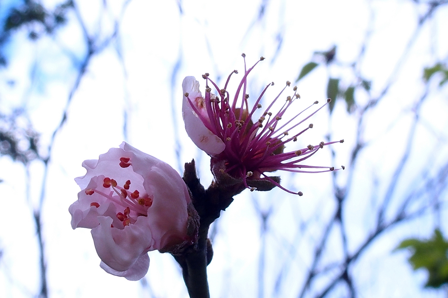 陳永鑑櫻桃花作品20220122a.jpg