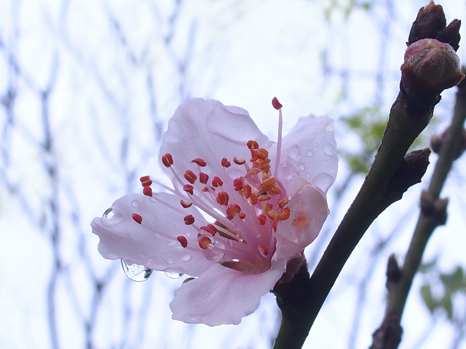 陳永鑑櫻桃花作品20220123d.jpg