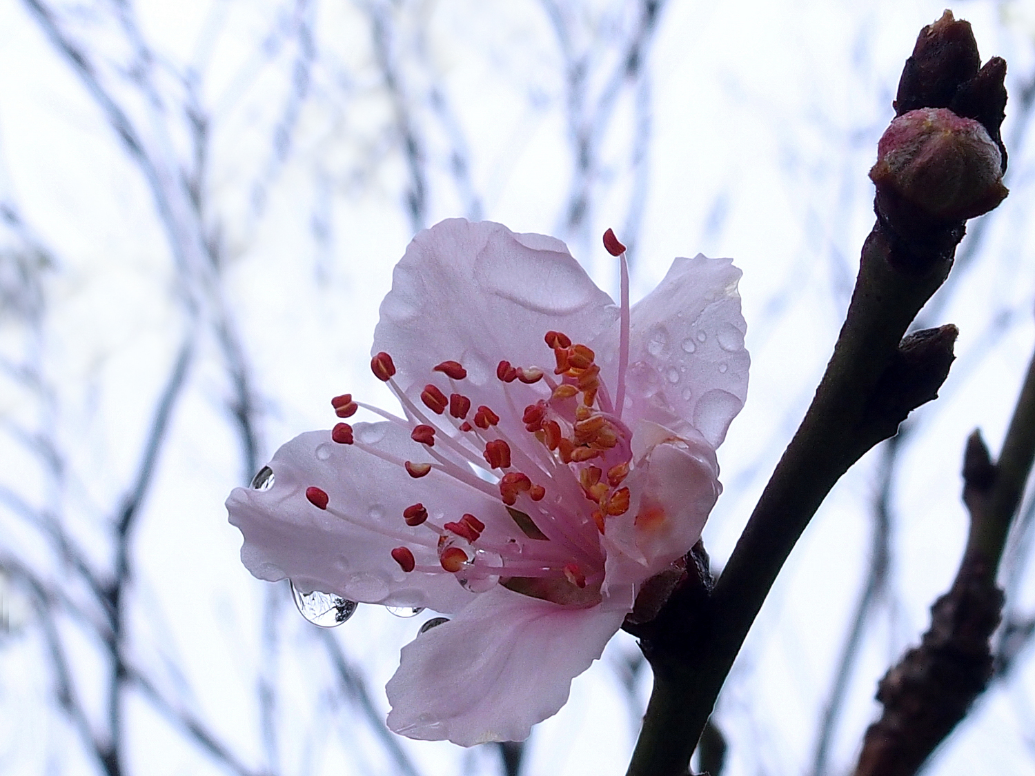 陳永鑑櫻桃花作品20220123c.jpg