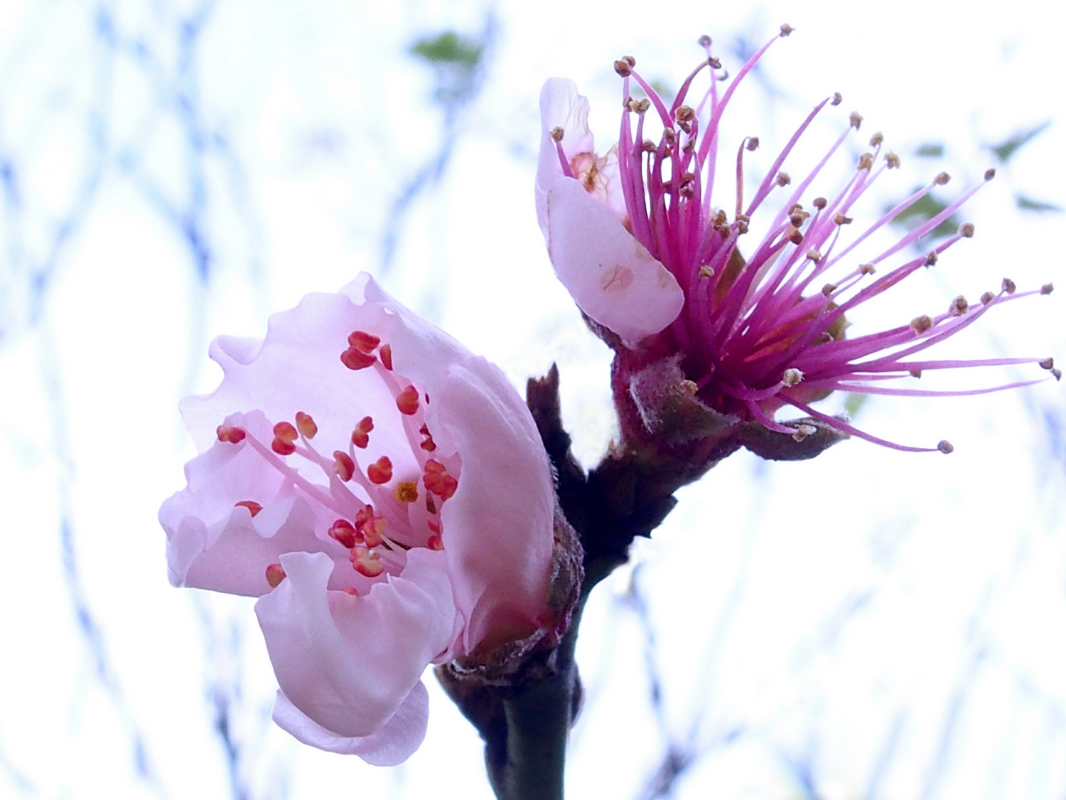陳永鑑櫻桃花作品20220122j.jpg
